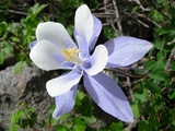 Columbine